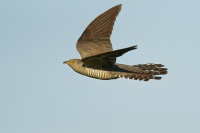 Kukacka obecna - Cuculus canorus - Common Cuckoo 1612